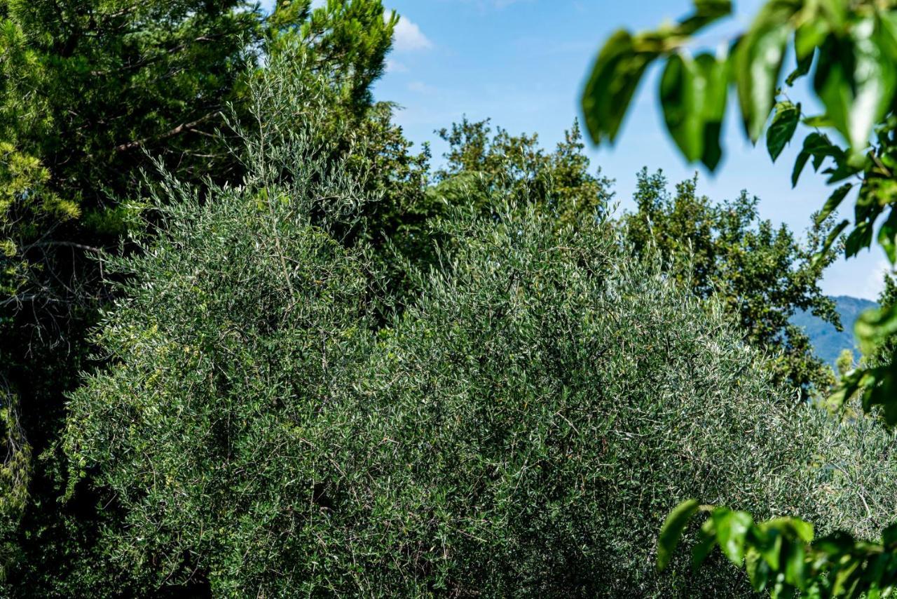 Agriturismo Le Chiusure San Felice del Benaco Exterior foto